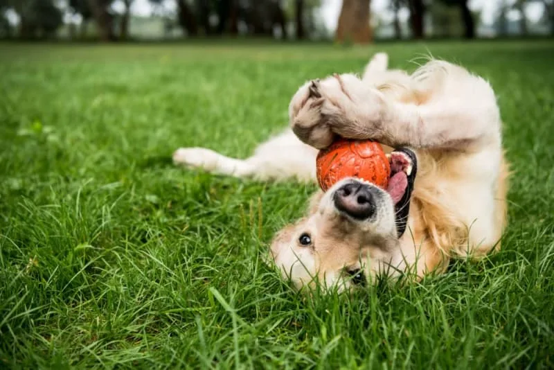 Importance of Parasite Control in Dogs