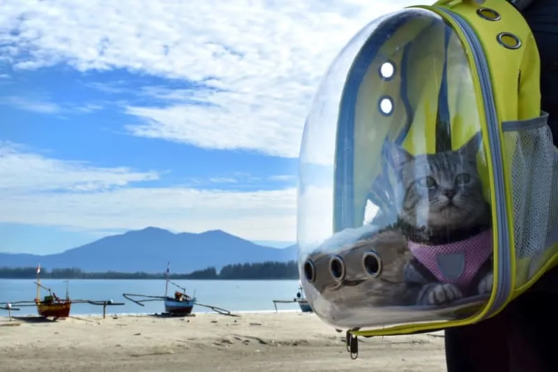 How to Travel With a Cat: Tips for a Low-Stress Trip