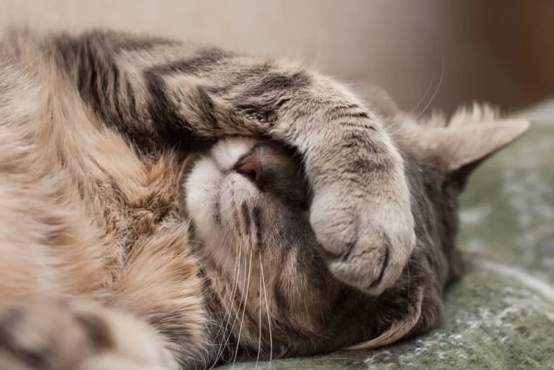 How to Tell if Your Cat is Sick: Signs & Symptoms