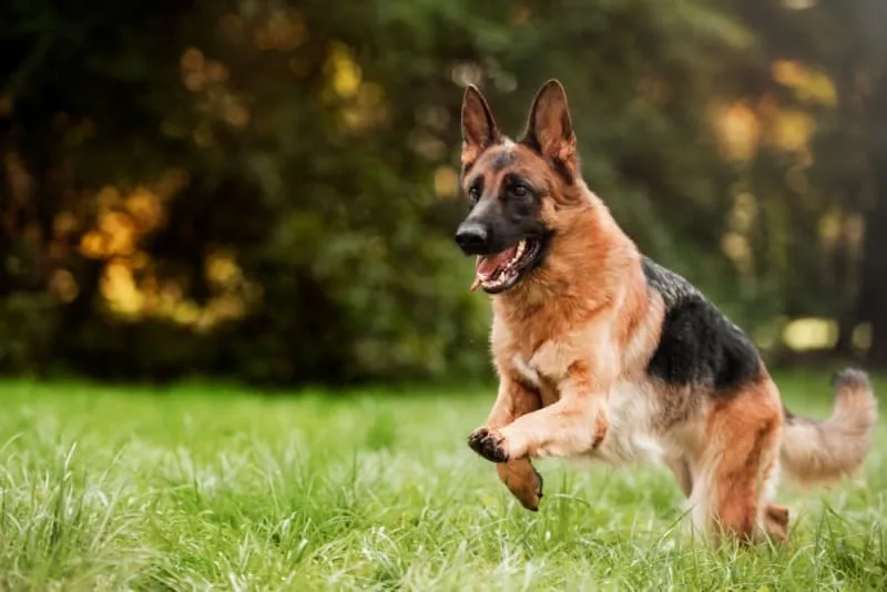 TTA Surgery for Dogs With Cruciate Ligament Rupture