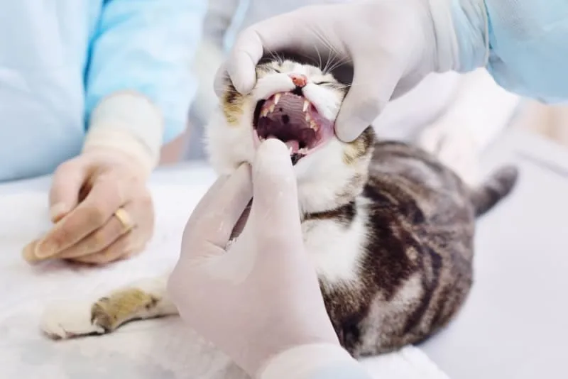 Stomatitis in Cats