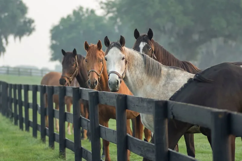 Equine Influenza Symptoms & Treatment
