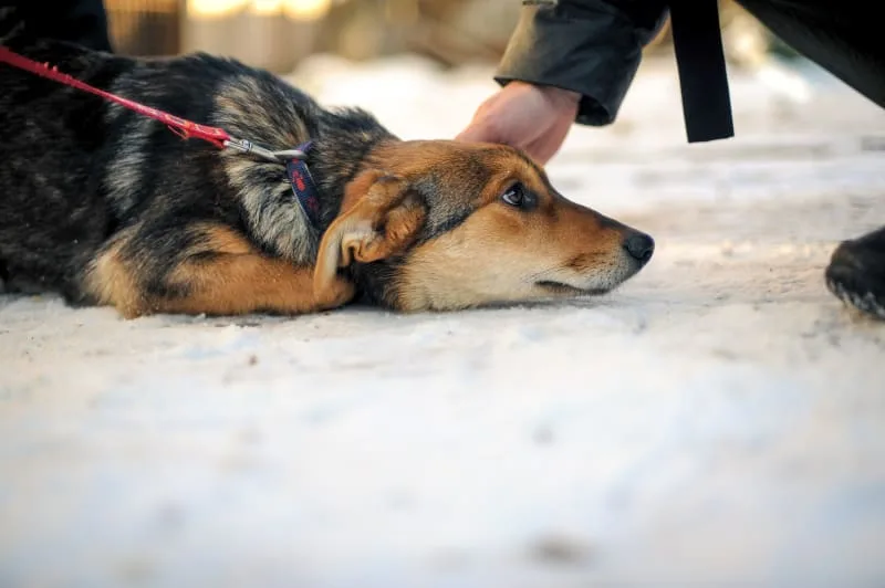 Heat Stroke In Dogs: Symptoms, Treatment & Prevention