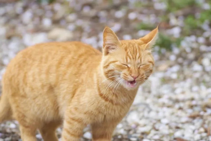 Cats & Colds: Can They Get Them & What To Do?