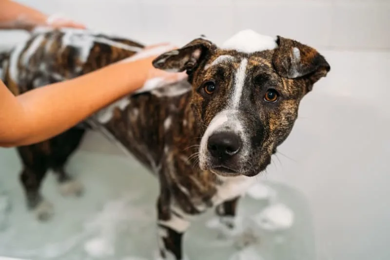 How often should I bathe my dog?