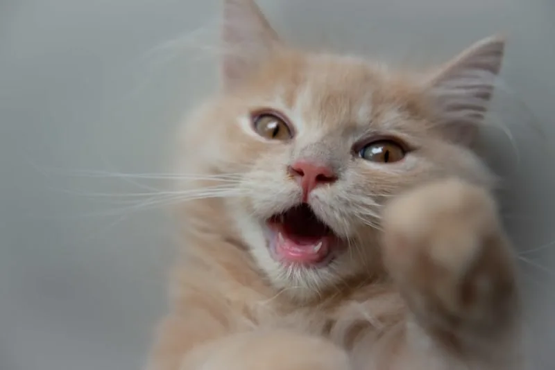 Gingivitis in Cats - Symptoms, Causes & Treatments