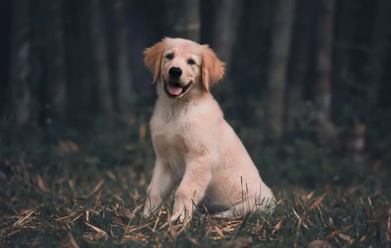 Puppy Vaccine Schedule: What Shots Puppies Need