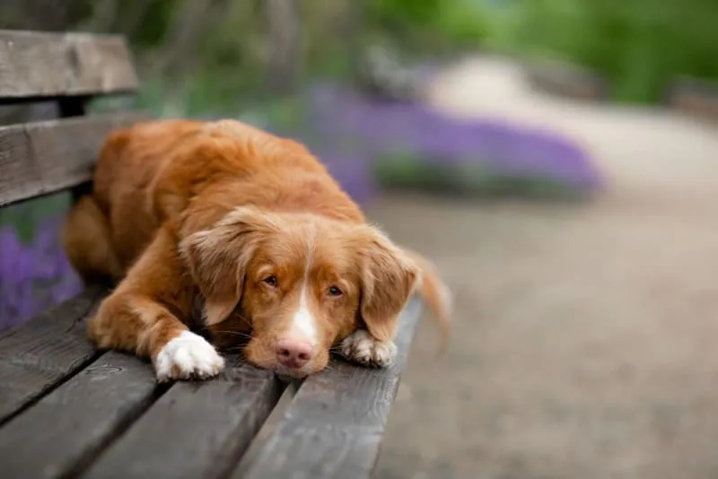 Dog Stops Walking and Won't Move! Reasons & What to do