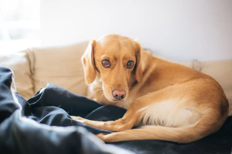 Everything You Need to Know About Parvo in Dogs
