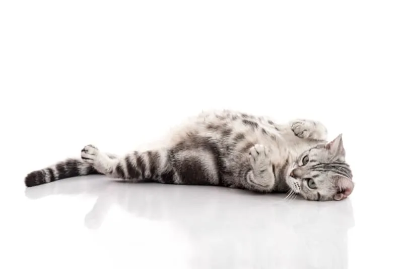 Microchips For Cats