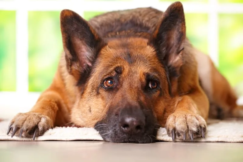 How to Prevent Heartworm Disease in Pets