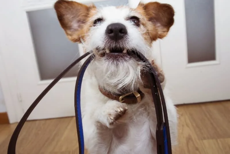 Common Dental Problems in Dogs