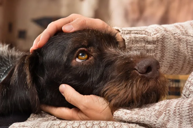 Common Causes of Diarrhea in Dogs & How to Stop It
