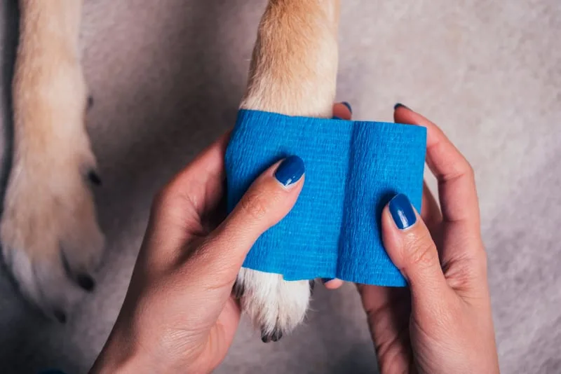 What to do if my dog cut his paw pad