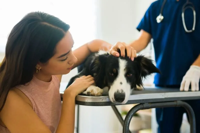 Osteosarcoma in Dogs