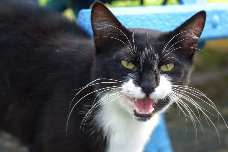 Why Does My Cats Breath Smell Bad?