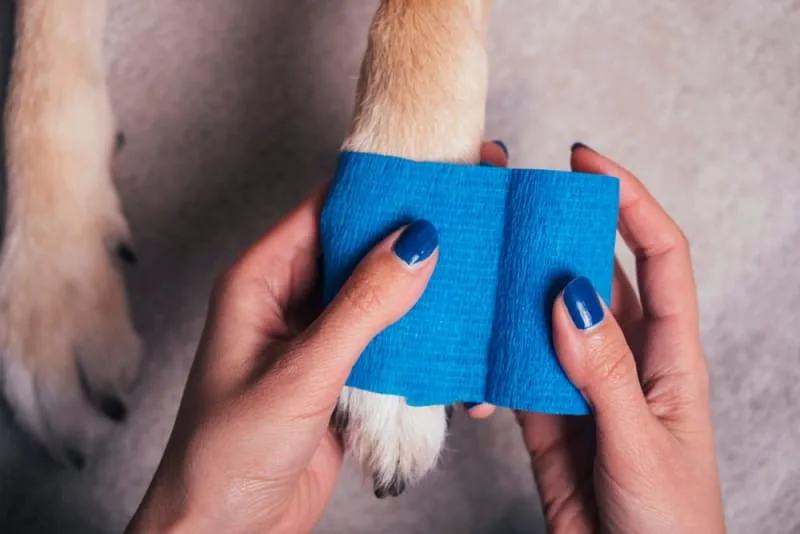 Dog Wound Care & Healing Stages