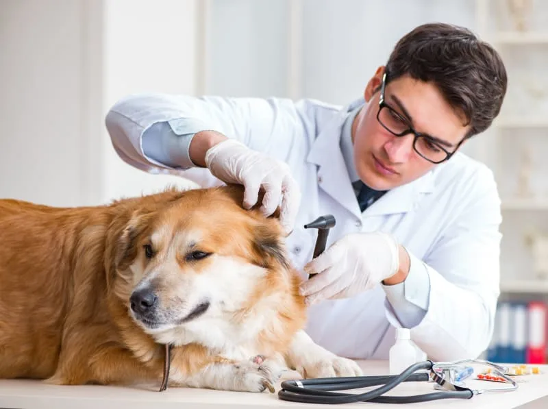 Why Preventive Health Care is Important for Dogs