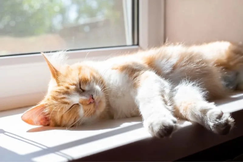 Cat Skin Cancer