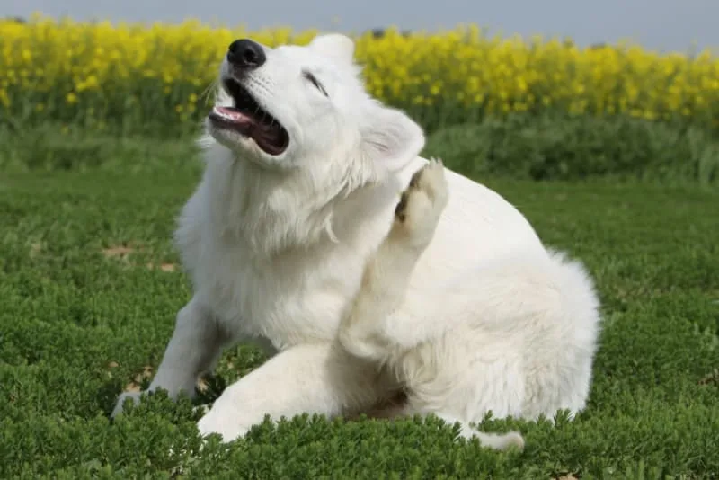 Dog Skin Allergies
