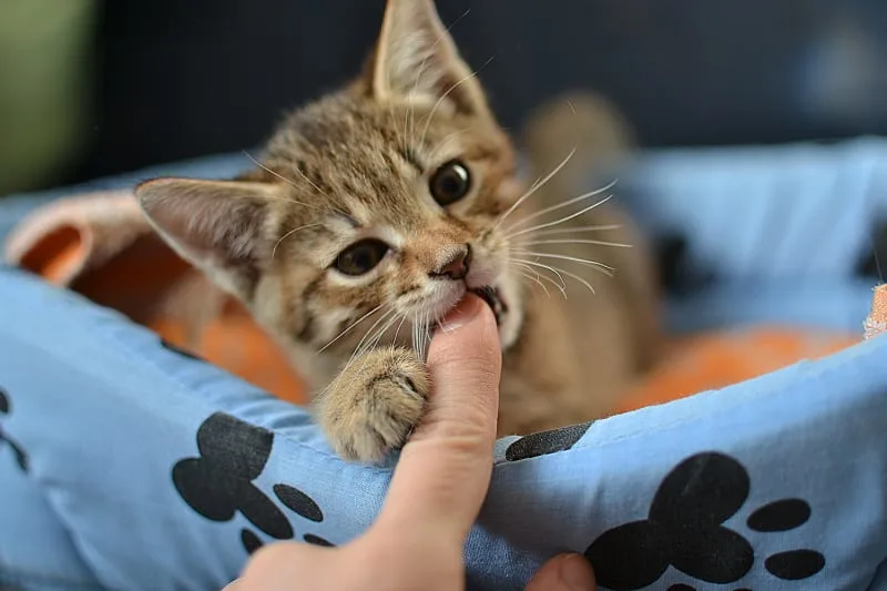 Do Kittens Teethe?
