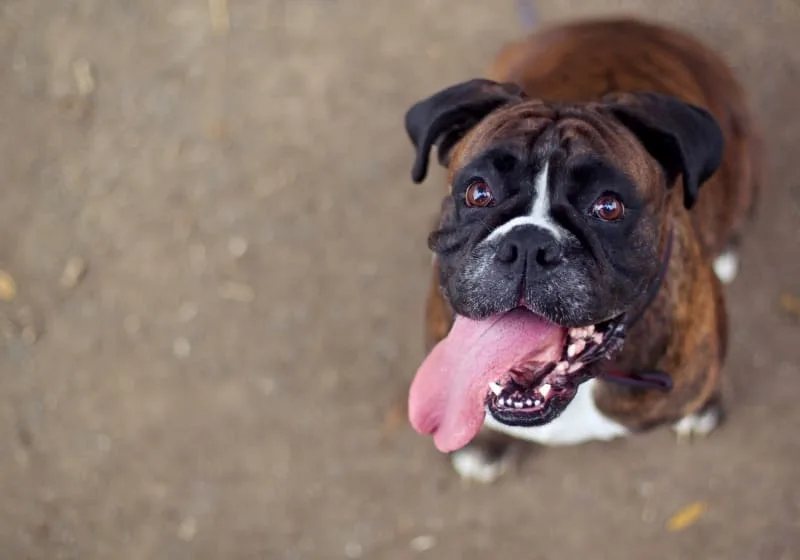 Bad Breath in Dogs: Causes & Remedies