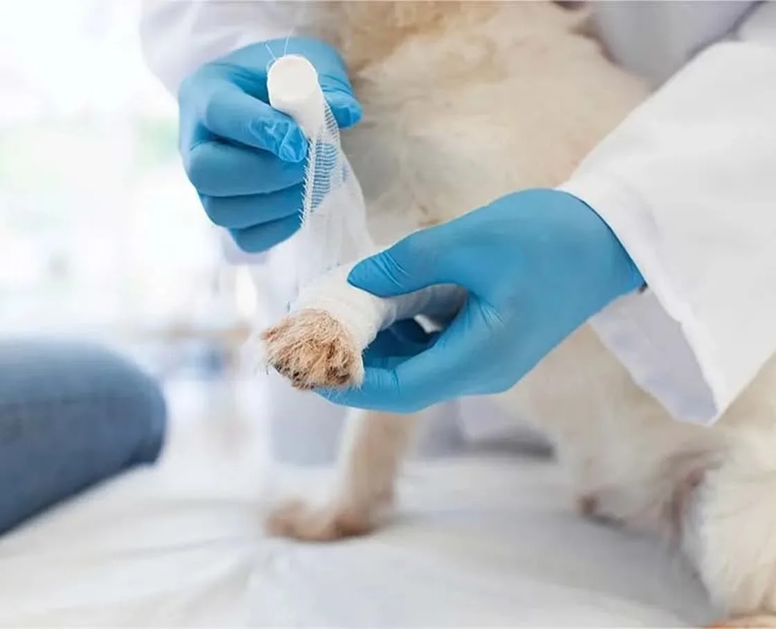 A veterinarian bandages a white dog’s front paw with gauze.