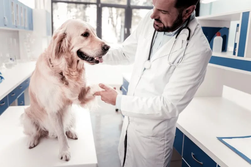 Why should I bring my pet in for a fecal exam?