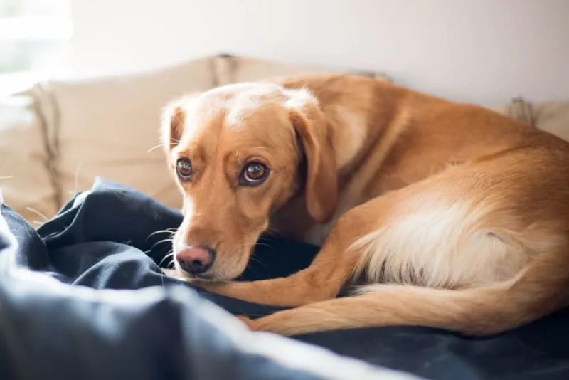 Hookworm in Dogs: Signs, Treatment, & Prevention