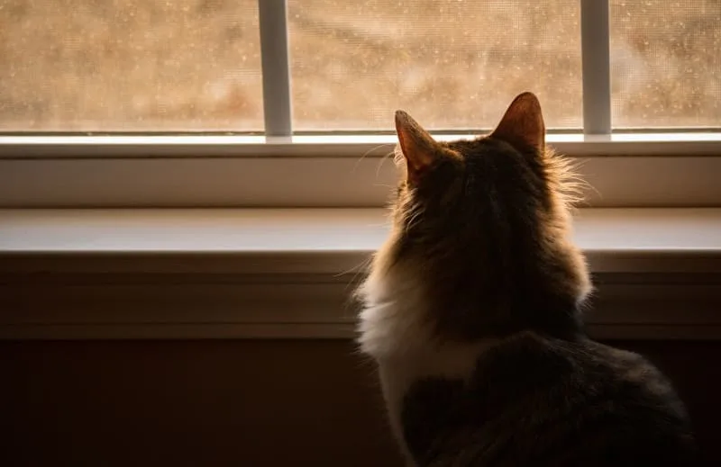 How Long Can I Leave My Cat Alone?