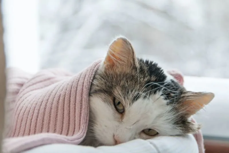 Cats and Colds: Signs and Treatments
