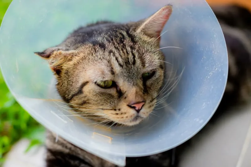 Cat Ear Hematoma Surgery