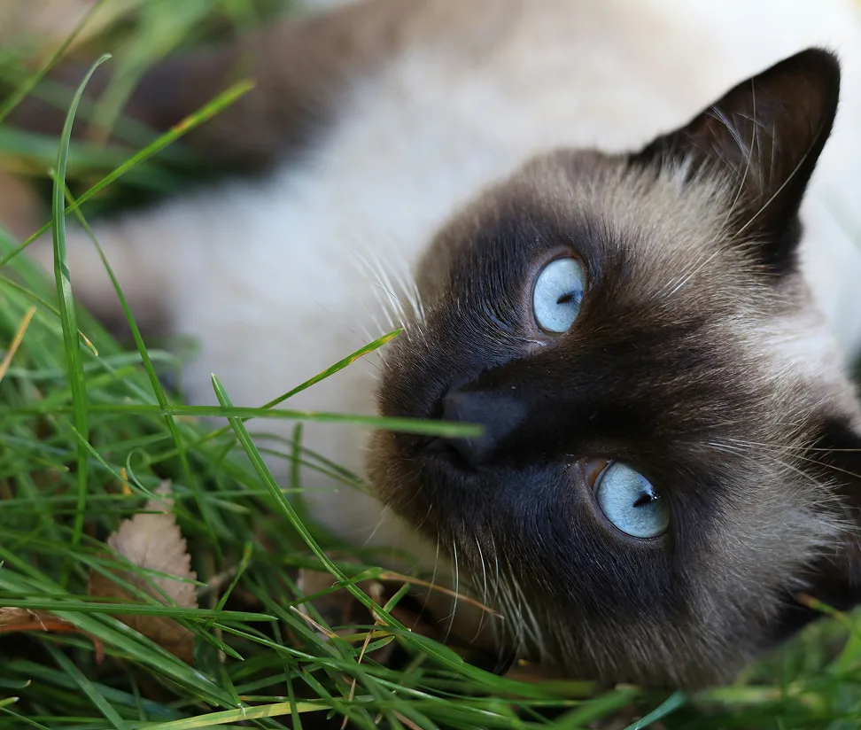 Siamese cat with blue eyes lying in green grass