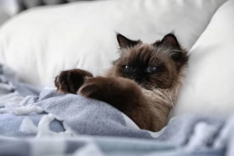 Cats and Colds: Can They Get Them and What To Do For Them
