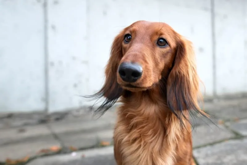 Facial Swelling in Dogs