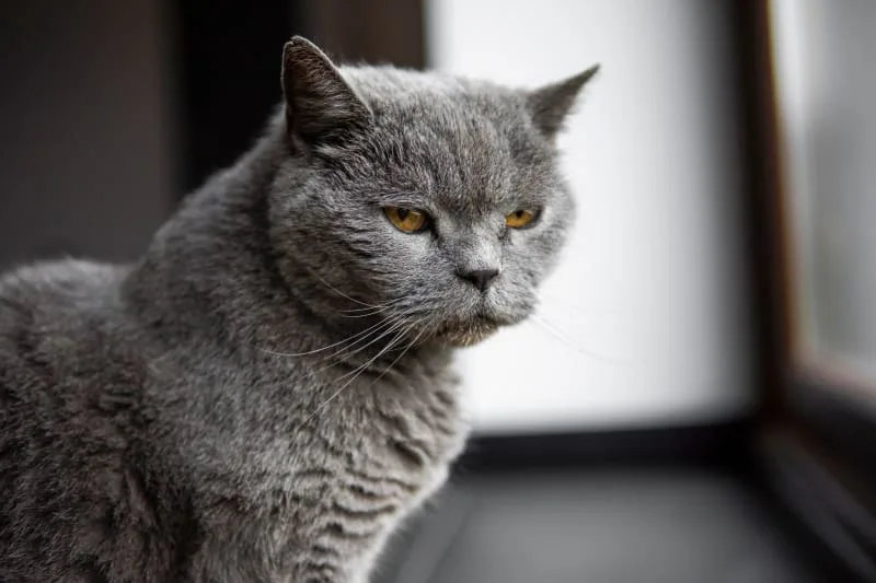 Old Cats – Caring for Senior Cats