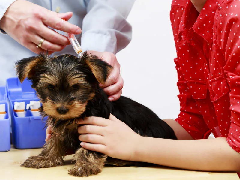 Dog Vaccinations - Everything You Should Know