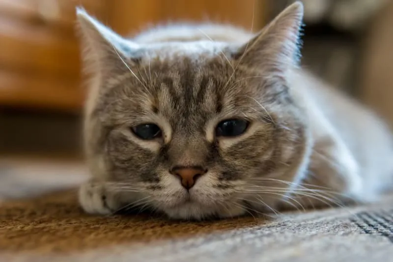 The Reality of Pneumonia in Cats