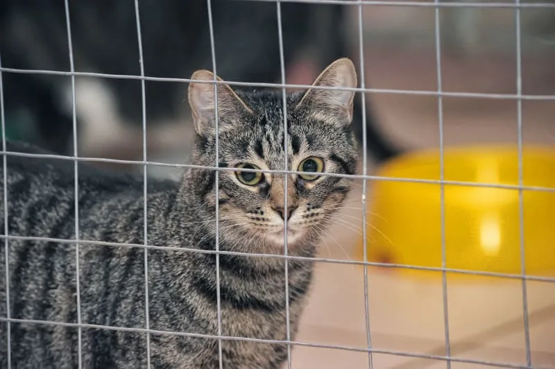 Where to Leave a Cat While on Vacation
