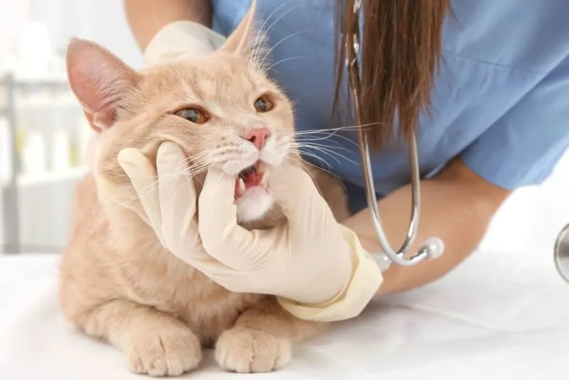 Cat Dental Care: What You Should Know