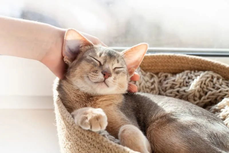 Advantages of Pet Wellness Plans