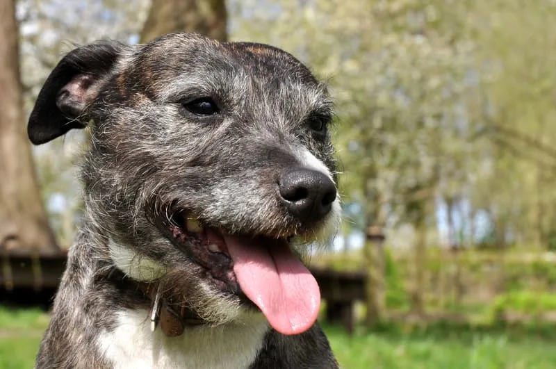 The Reality Of Heatstroke In Dogs