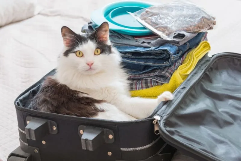 Where Can I Leave My Cat While On Vacation?