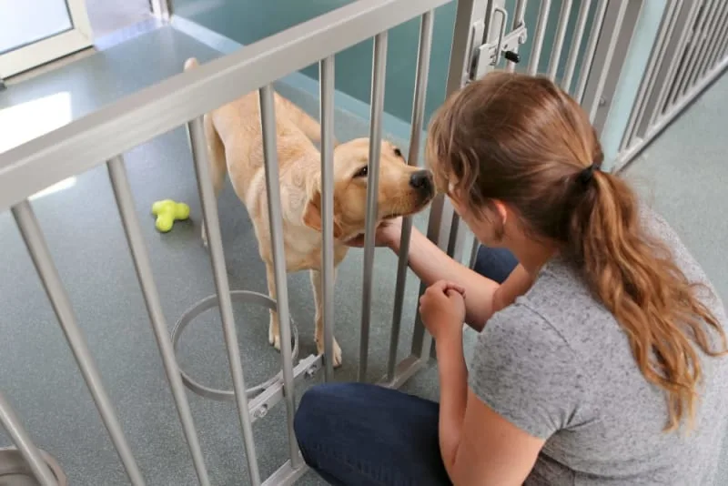What Is Medical Pet Boarding?
