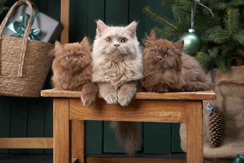 How often should you take your cat to the vet?