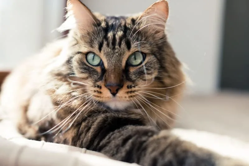 Aural Hematomas in Cats: When is surgery needed?