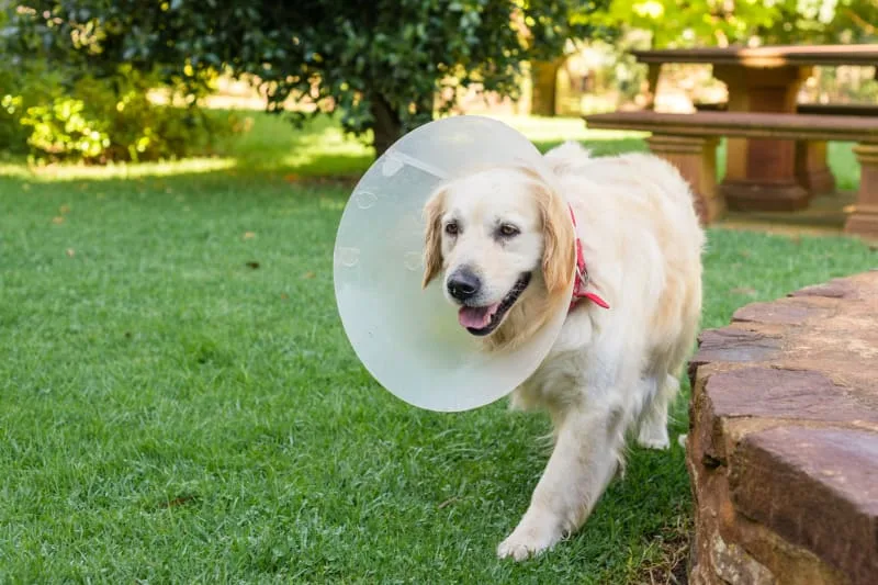 Helping Your Dog Recover from Surgery