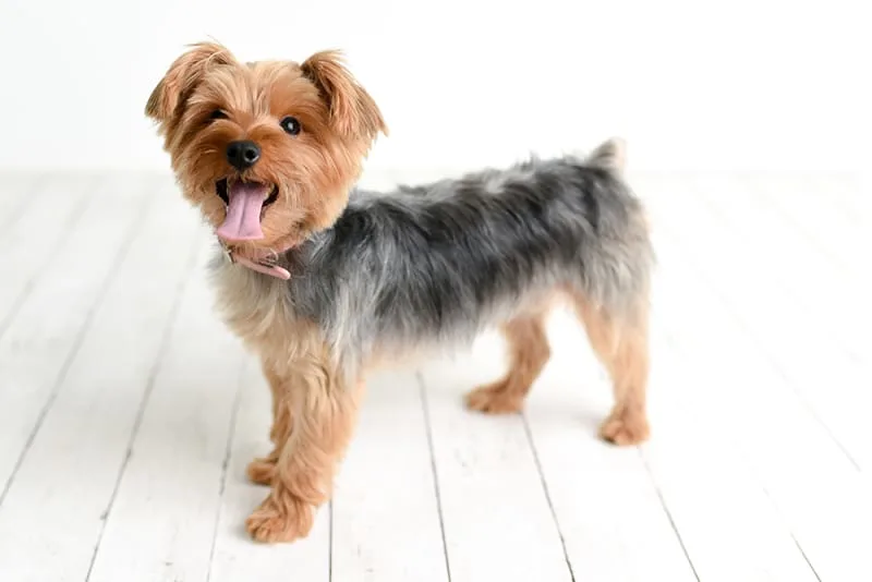 Understanding Reverse Sneeze in Dogs
