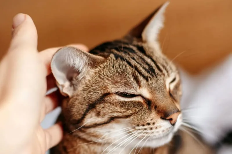 Aural Hematoma in Cats: When is Surgery Needed