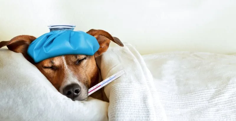 Hig Fever in Dogs & What to Do